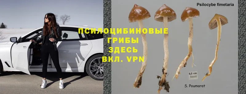 Псилоцибиновые грибы Psilocybe  Ковдор 